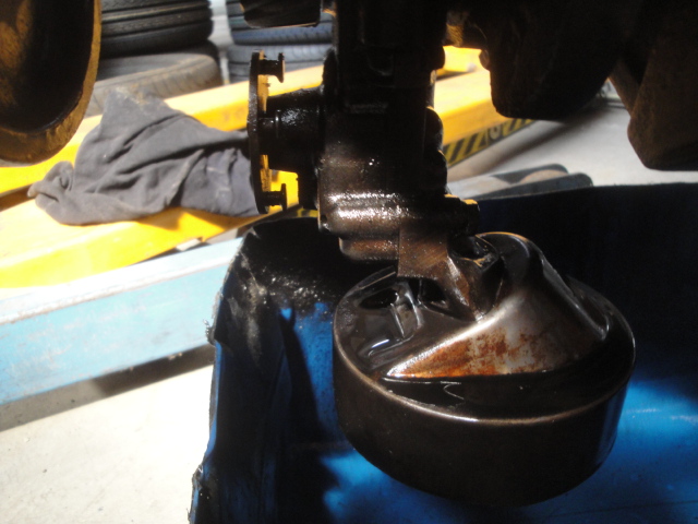 Pas de lézard le diagnostic était bon le pignon a fait des petits