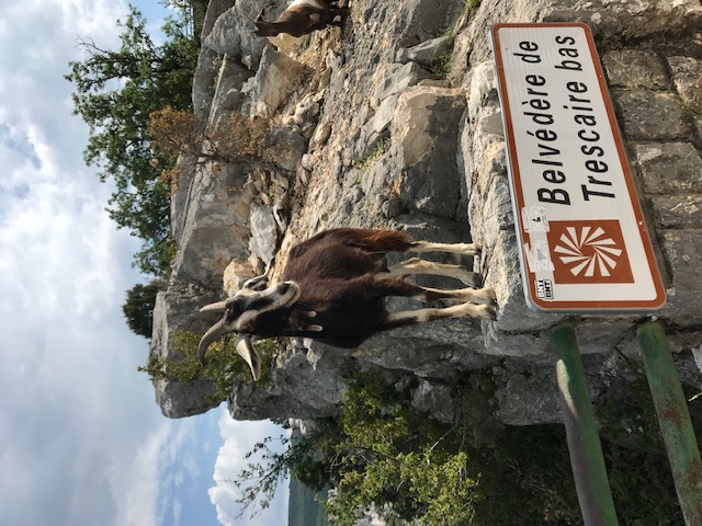 Une faune admirative